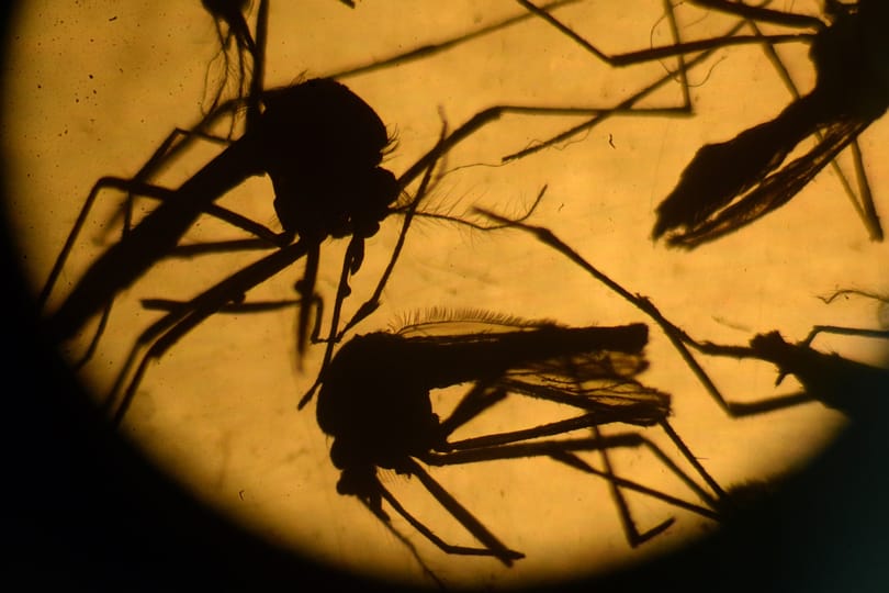 Zika-vírussal fertőződtek meg magyarok Thaiföldön