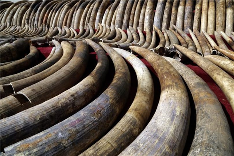 Sorost is meghívták a nagy kenyai elefántcsont-égetésre