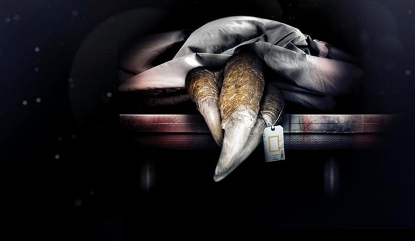 Velünk élő Jurassic Park: a tudósok ízekre szedtek egy T.-rexet, vasárnap ön is megnézheti