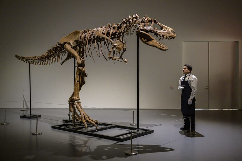 Eladják a világ egyik legértékesebb dinoszaurusz-csontvázát, 3,2 milliárdot fizethetnek érte