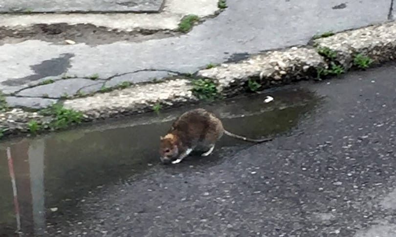 Patkányinvázió van Ausztráliában, lezártak egy tucatnyi szigetet