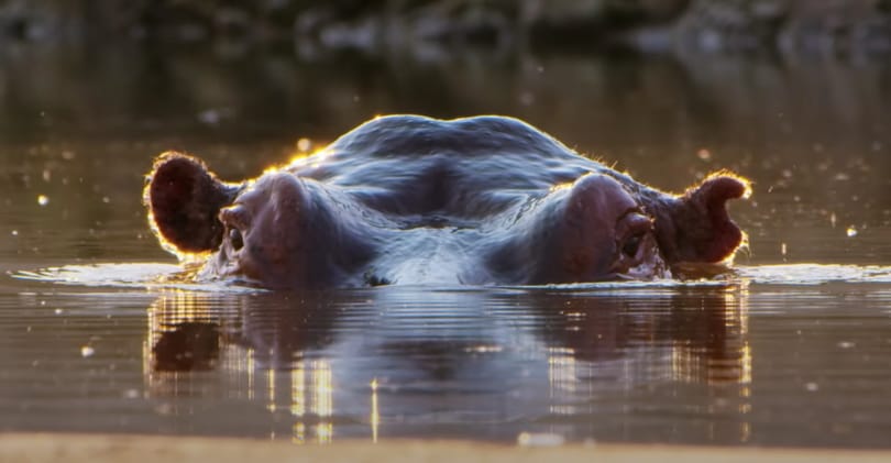 Négy év forgatás zárult most le: elkészült David Attenborough új filmje