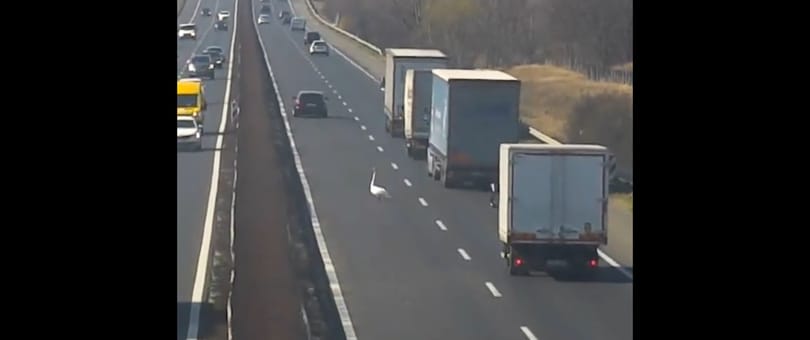 Hattyút kergetett a Magyar Közút az M1-es autópályán, videó is van róla