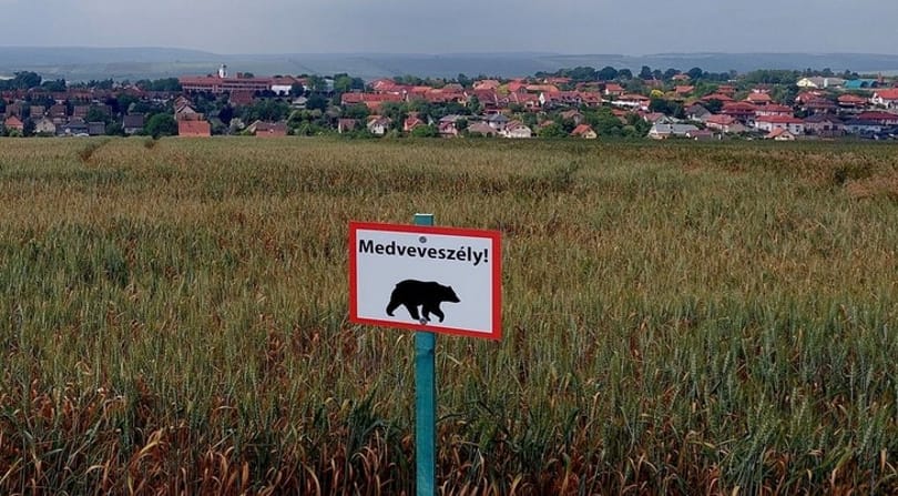 Medve jár Nógrád megyében, egy kirándulók által kedvelt környéken
