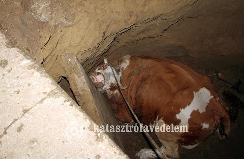 Beszakadt a föld egy tehén alatt, katasztrófavédők mentették ki