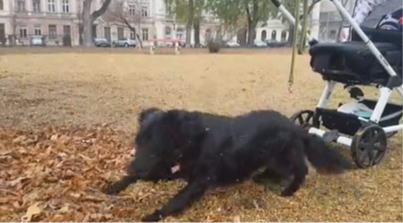 Videós bizonyítékunk van arra, hogy esik a hó