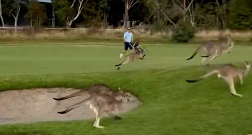 Kengurucsorda szakított félbe egy golfmeccset Ausztráliában – videó