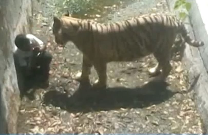 Fehér tigris ölt meg egy fiút egy állatkertben - fotó, videó