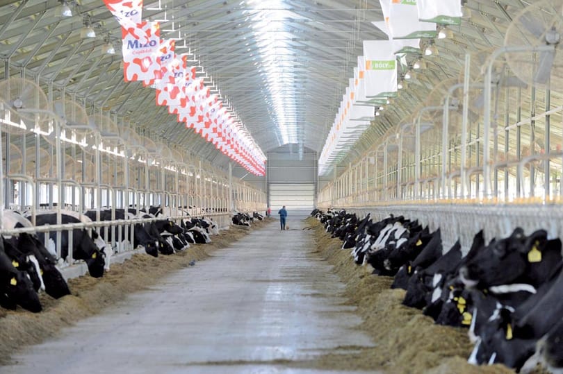 Szépen hízott Csányi Sándor agrárcége