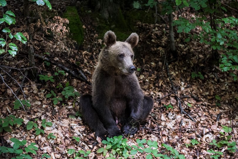 Lakossági fórumokat tartanak a medveveszély miatt Észak-Magyarországon