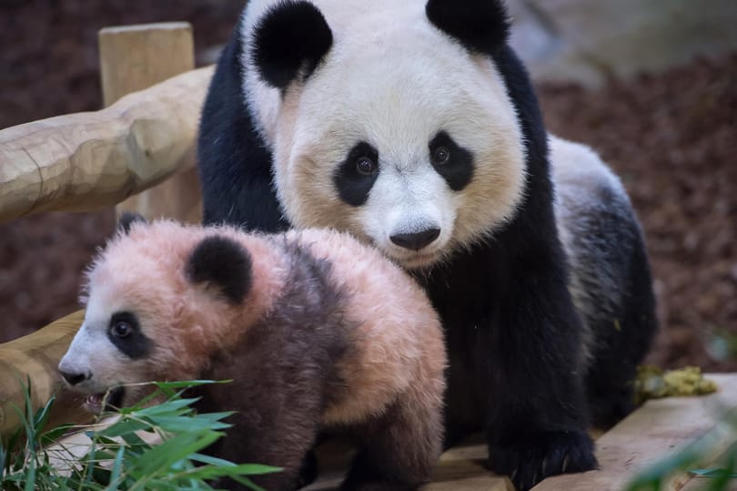 Szép is, jó is: jelentős gazdasági haszonnal jár a pandák védelme