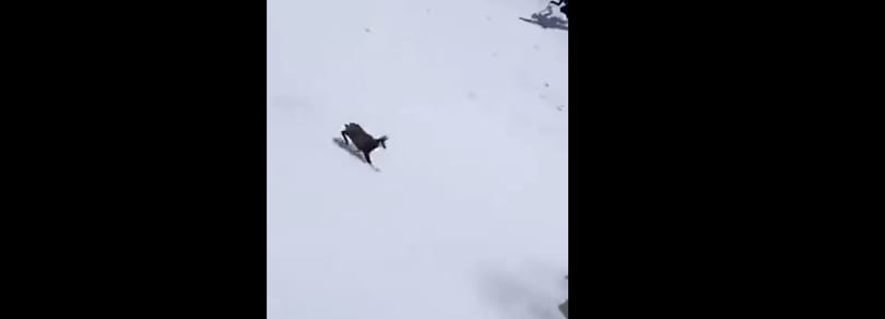 Elképesztő videón, ahogy egy zerge nyaktörő sebességgel száguld le a behavazott hegyről