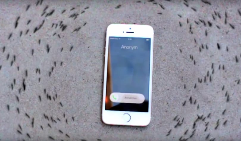 Nézze csak, milyen furcsán viselkednek a hangyák, ha elkezd mellettük csörögni egy telefon – videó
