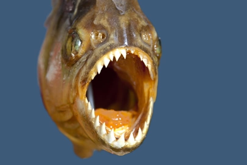 Piranhát fogtak a Drávában