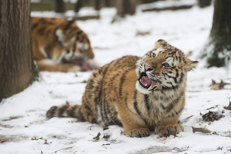 Fára mászott a tigris elől egy turista