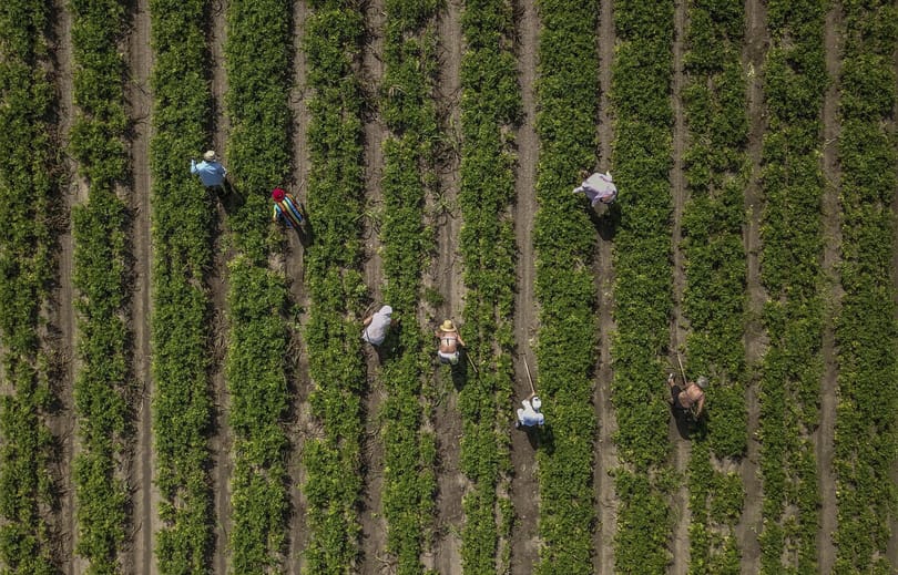 Drágább lehet idén a békési dinnye, a gazdák mégis aggódnak