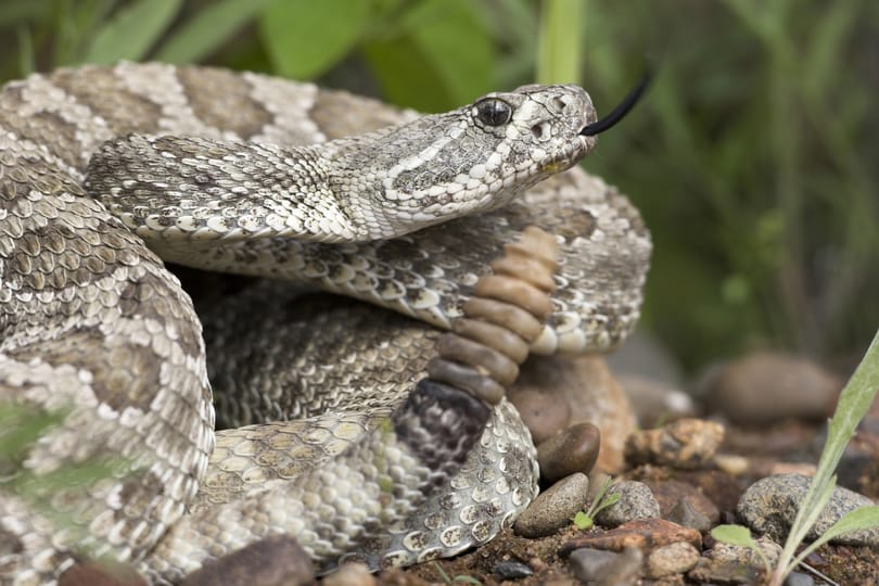 Saját csörgőkígyója harapott meg egy felsőtárkányi férfit