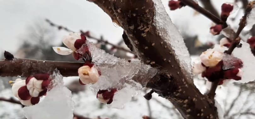 Jön a fagy, hogyan védjük meg a növényeinket? Íme néhány utolsó perces ötlet