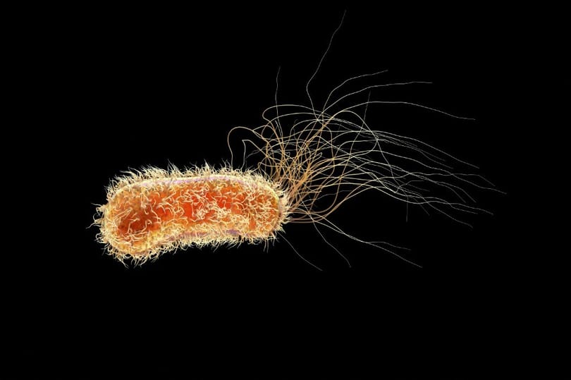 „Az a meglepő, hogy egyáltalán használ egy antibiotikum” – magyar tudósok üzentek hadat a szuperbaktériumoknak