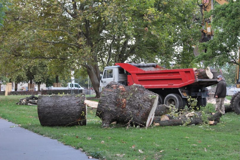 Fotó: hatalmas platánt vágtak ki az Olimpiai parkban
