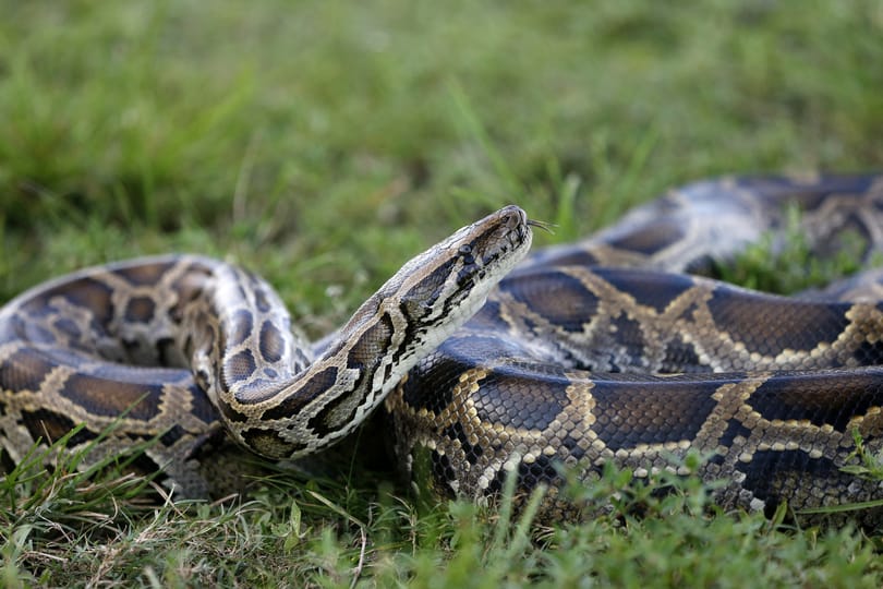 Szép összeg ütheti a markát annak, aki pitonvadásznak áll Floridában