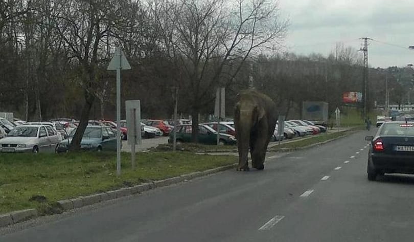Elszabadult egy elefánt Zalaegerszegen – fotóval