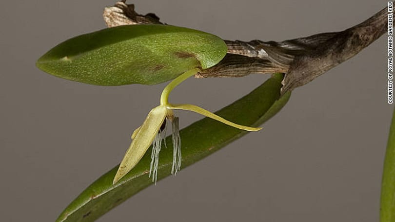 Fotó: csak éjjel virágzó orchideafajt fedeztek fel