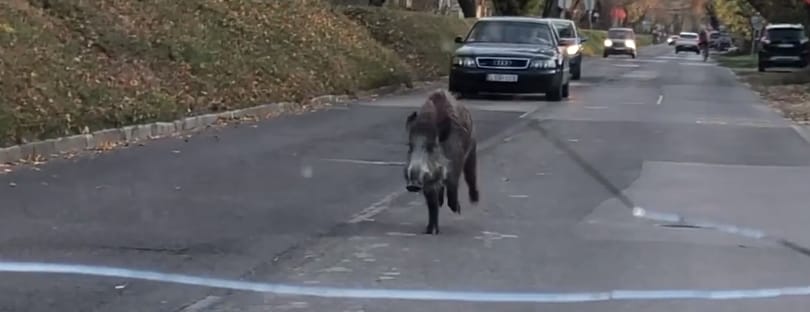 A forgalommal szemben rohangált egy vaddisznó a Római-parton – videó