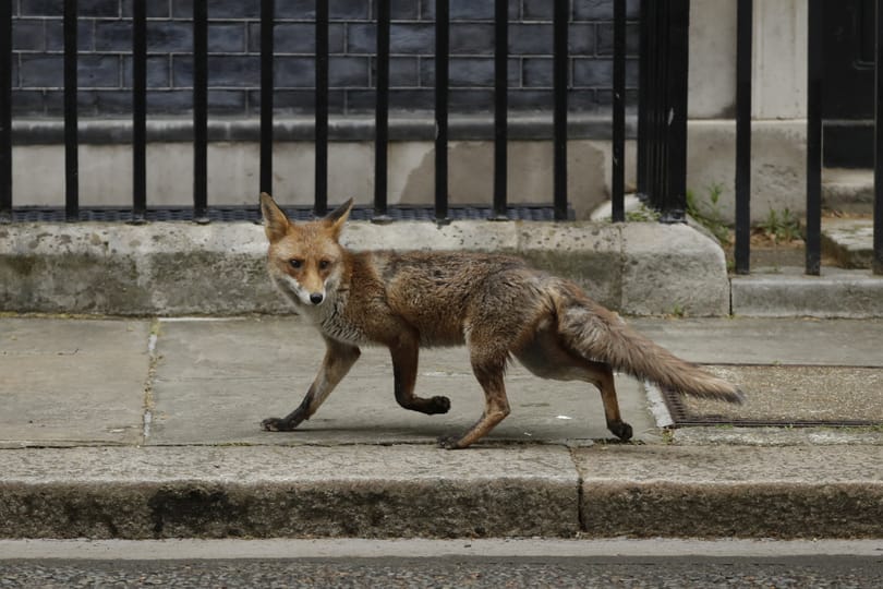 Benézett egy róka a londoni miniszterelnöki rezidenciára