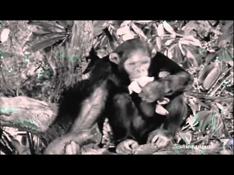 Meghalt Csita, a Tarzan-filmek csimpánza