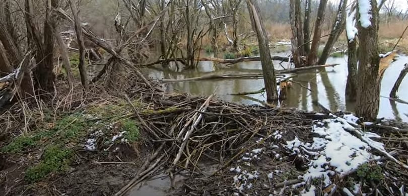Ilyen monumentális gátat tud építeni egy hódcsalád - videó