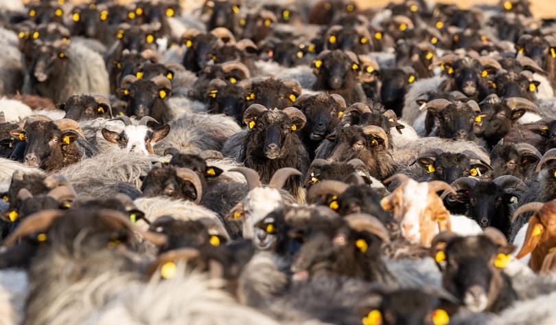 Birkákkal és kecskékkel is népszerűsítik az oltást Németországban