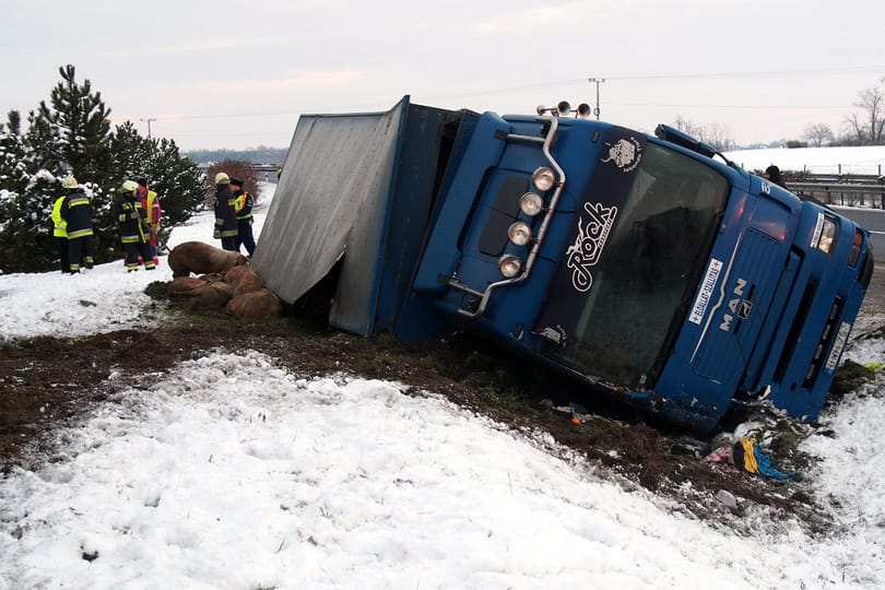 Fotók: disznók szabadultak el az M5-ösön
