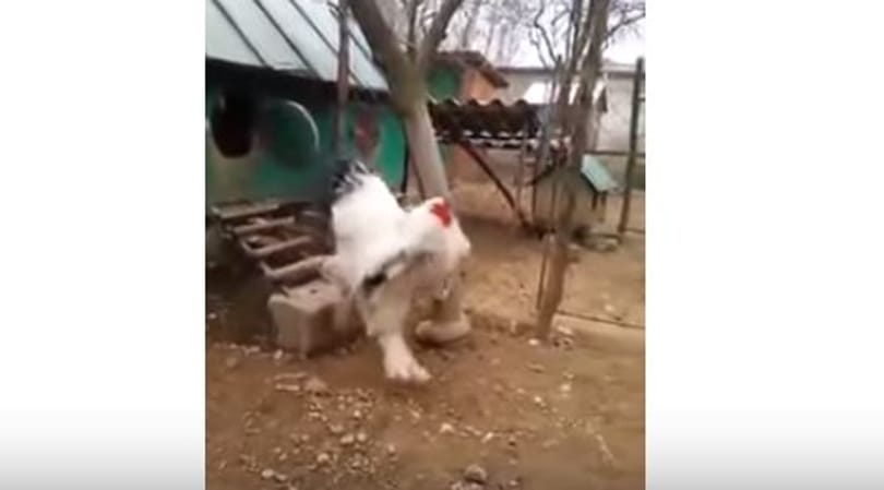 Mai óriásállat: itt a világ legnagyobb baromfija, Merakli