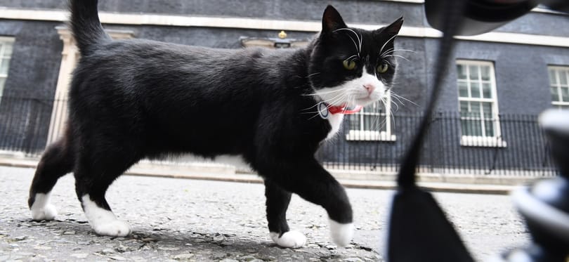 Visszavonul a brit külügy főegerésze