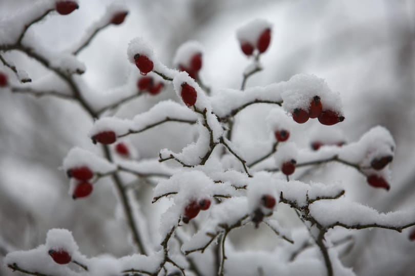 Adventi irodalmi naptár - december 10.