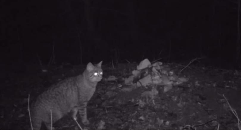 Róka és vadmacska kerülgette egymást a Tisza-tónál – videó