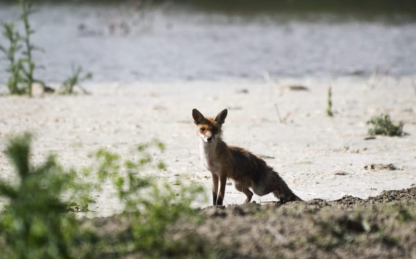 Több állatot megmérgeztek a Duna-Dráva Nemzeti Parkban
