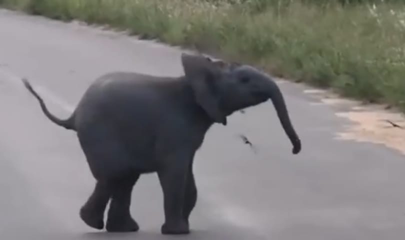 Ilyen, amikor egy bébielefánt madarakkal játszik – videó