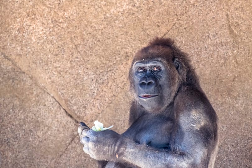 Meghalt Trudy, a legöregebb gorillanő