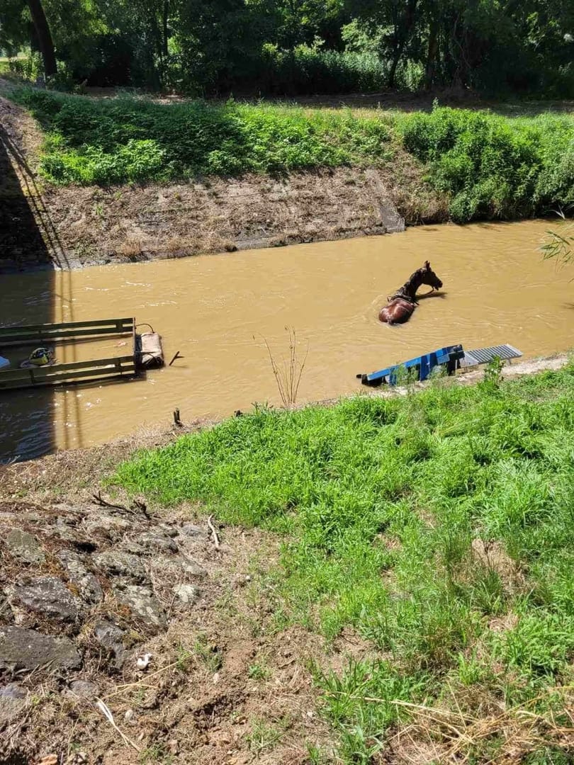 A vízben kötött ki egy lovaskocsi, a répcelaki tűzoltók siettek a lovak segítségére