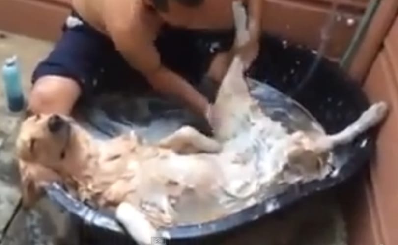 Ez a kutya tud élni – videó
