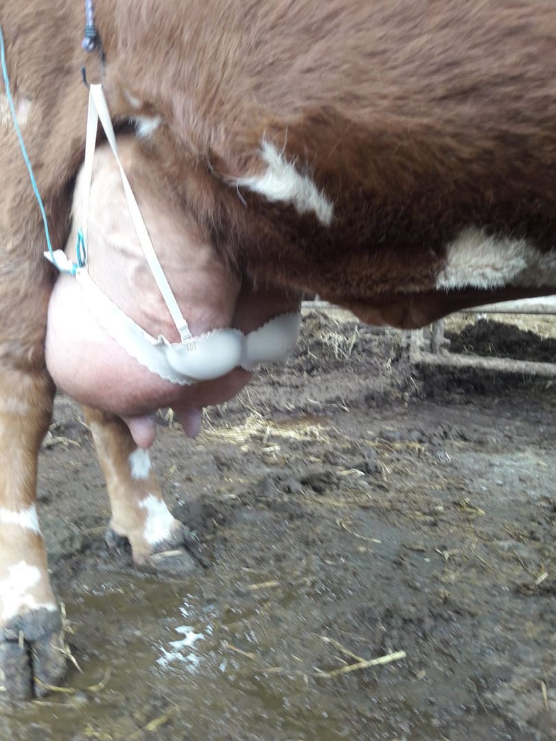 Mégis ki tesz melltartót egy tehén tőgyére?