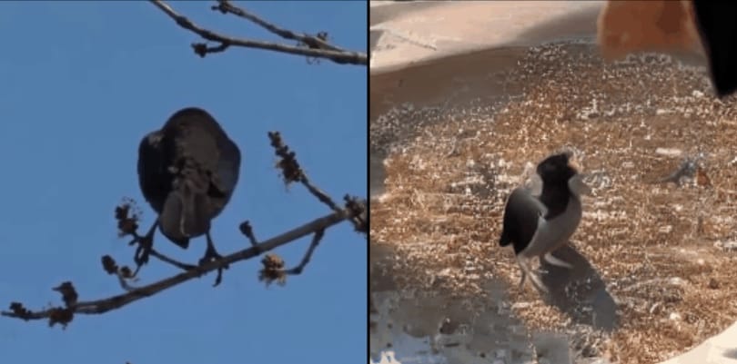 Belenéztek az emberek fejébe, a mesterséges intelligencia megmutatta, milyen videót látnak
