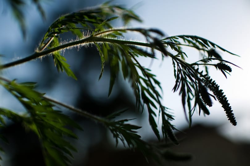 A szopogatás is védhet a parlagfű-allergia ellen