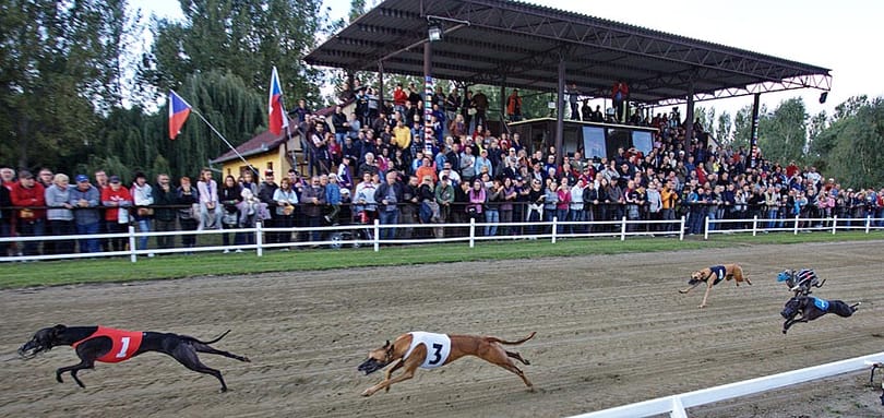 Agárstadion épülhet Budapesten