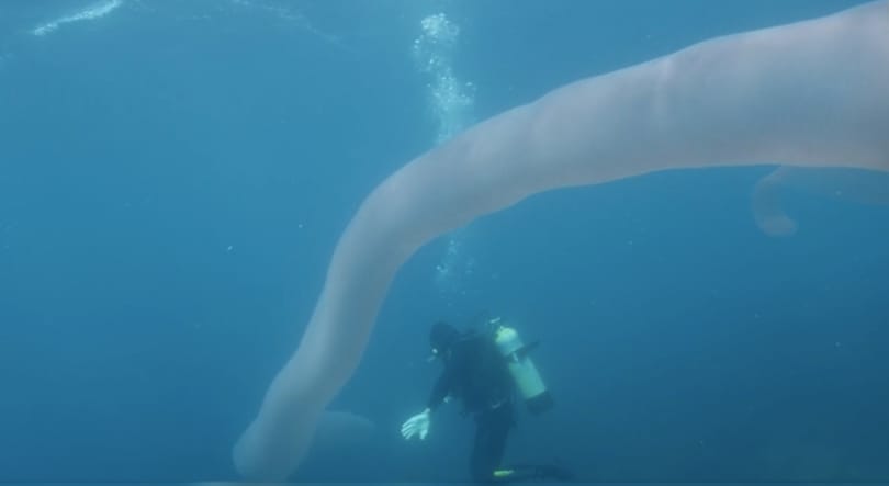 10 évig kutatott utána, végre videóra tudta venni a búvár a különleges tengeri állatot – videó