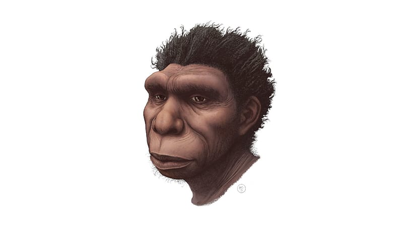 Ízlelgesse csak a nevet: Homo bodoensis – ő volt a közvetlen elődünk