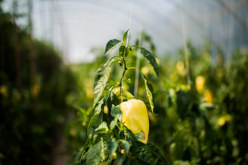 Kókadozik a forróságtól a paprika és a paradicsom