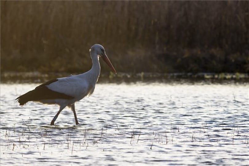 Tényleg jön a tavasz: hazaérkezett Báró – fotók